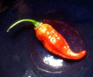 ghost pepper 2