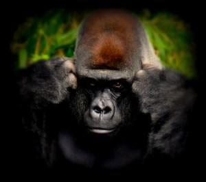 gorilla-thinking1