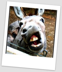 donkey1